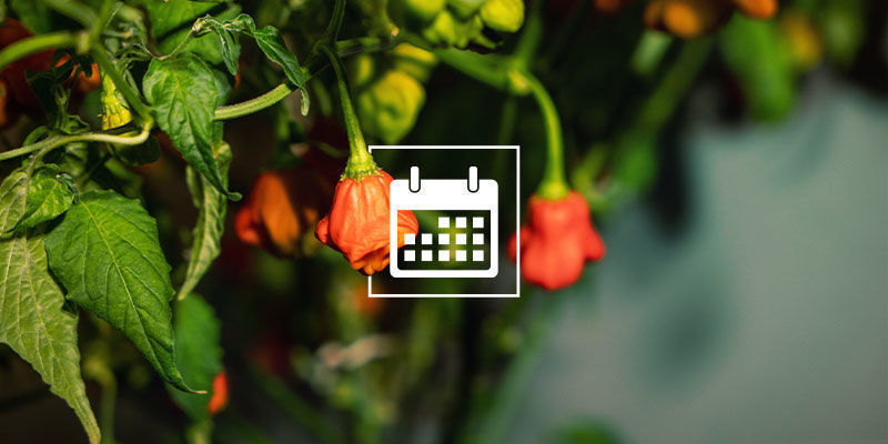 Hvilken tid p&aring; &aring;ret h&oslash;ster du peberfrugter?