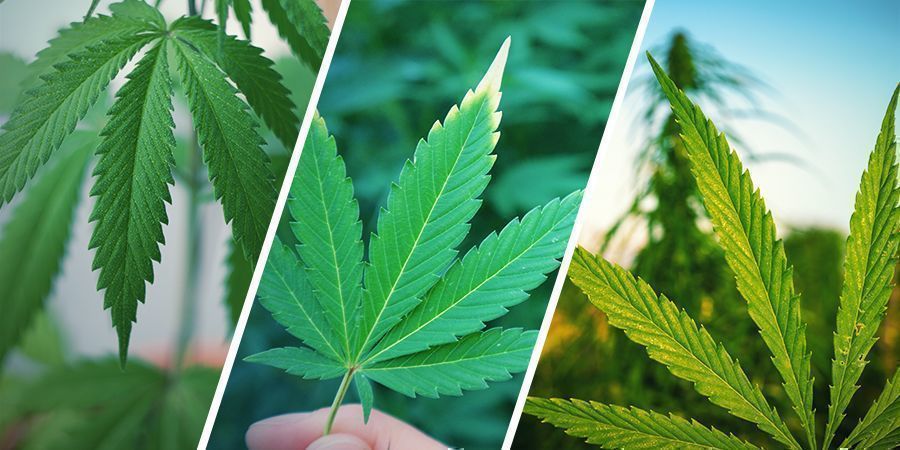Hvad er forskellen på hamp, cannabis og marihuana?