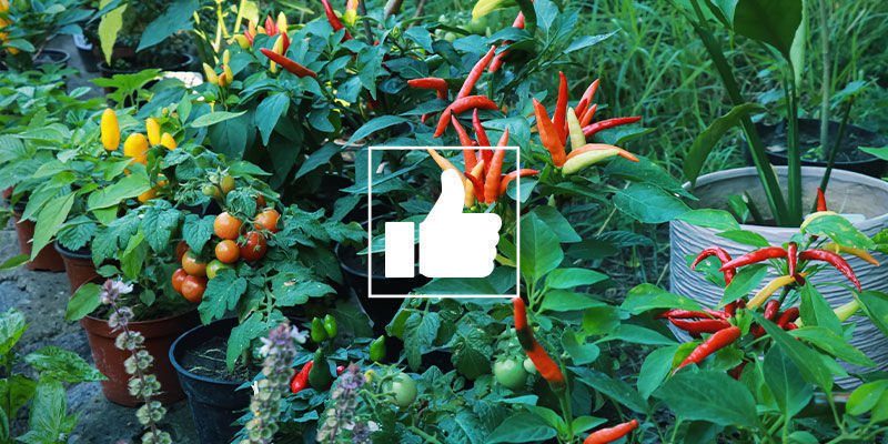 Hvad er fordelene ved ledsagerplanter til chilipebre? Hvad er fordelene ved ledsagerplanter til chilipebre?