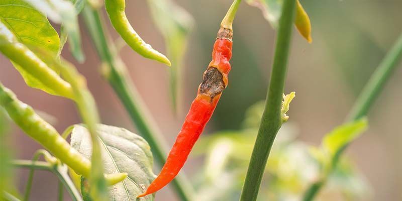 Anthracnose