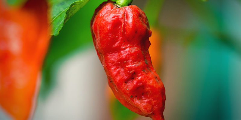 Start With The Hottest Chilli Pepper Variety (SHU) Start With The Hottest Chilli Pepper Variety (SHU)
