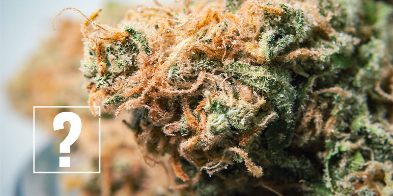 Skal du være bekymret for cannabisallergi? Skal du være bekymret for cannabisallergi?