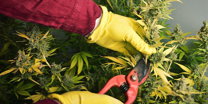 Hvad udløser en allergisk reaktion på cannabis? Hvad udløser en allergisk reaktion på cannabis?