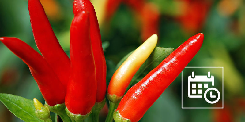 Dyrk stærke chili- og peberplanter indendørs året rundt Dyrk stærke chili- og peberplanter indendørs året rundt