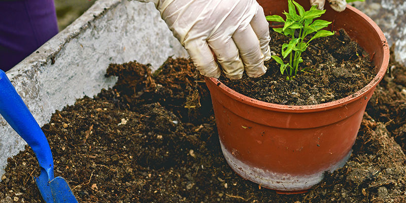 Ompotning Transplanting