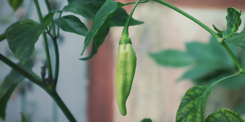 Hvilke chilier er bedst at dyrke indendørs? Which Hot Peppers Are The Best For Growing Indoors?