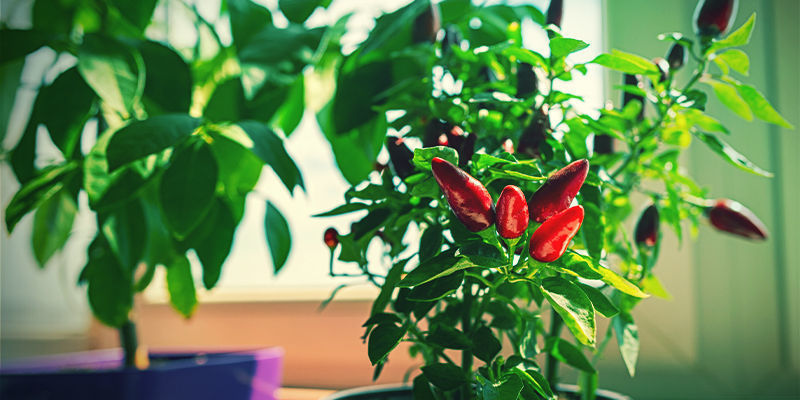 Hvorfor bør du dyrke stærke chilipebre indendørs? Hvorfor bør du dyrke stærke chilipebre indendørs?