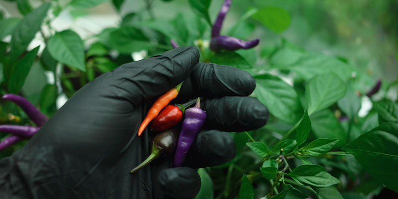 Hvornår skal du plukke peberfrugter eller chili Hvornår skal du plukke peberfrugter eller chili