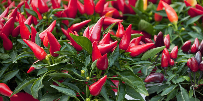 Hold godt øje med dine chilipeberplanter Hold godt øje med dine chilipeberplanter