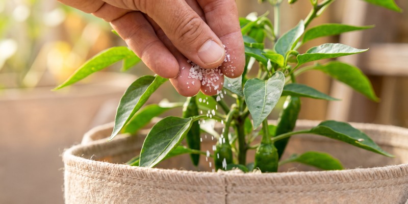 En bemærkning om epsomsalt En bemærkning om epsomsalt