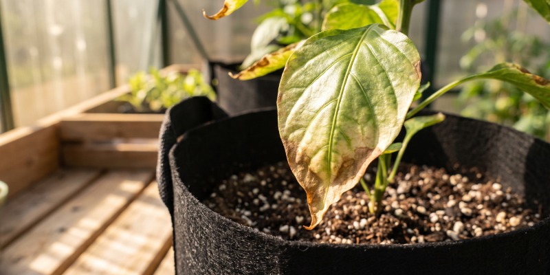 Tips til gødning af chiliplanter Tips til gødning af chiliplanter