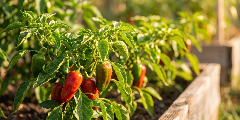 Sådan gøder du chiliplanter Sådan gøder du chiliplanter