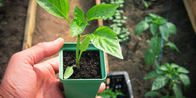 Hærd dine chiliplanter Hærd dine chiliplanter