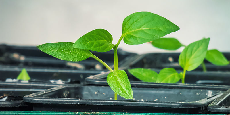 Start stærke chiliplanter indendørs Start Hot Pepper Plants Indoors