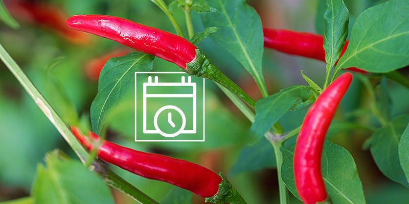 Hvornår bør du begynde at dyrke udendørs chiliplanter? Hvornår bør du begynde at dyrke udendørs chiliplanter?