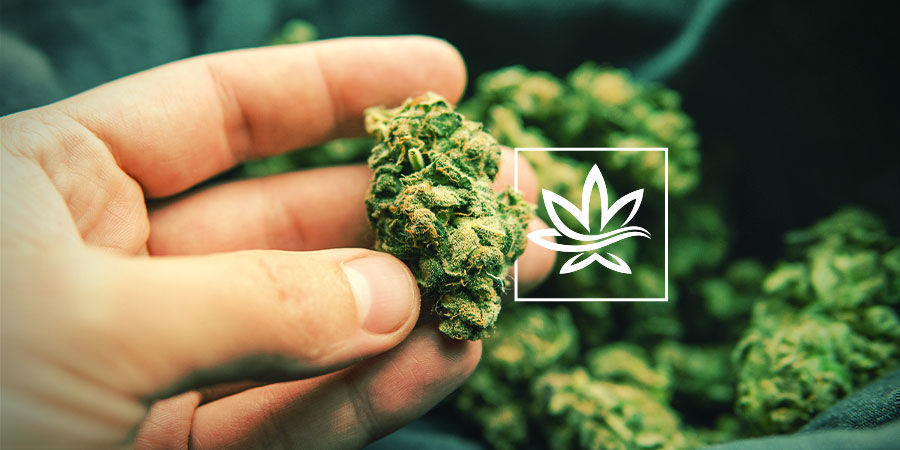 Andre forbindelser i cannabis Andre forbindelser i cannabis