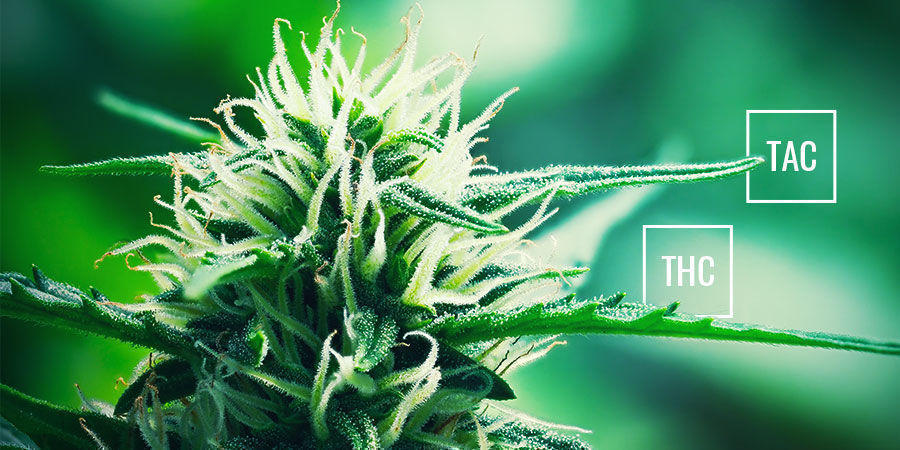 THC vs. TAC THC vs. TAC