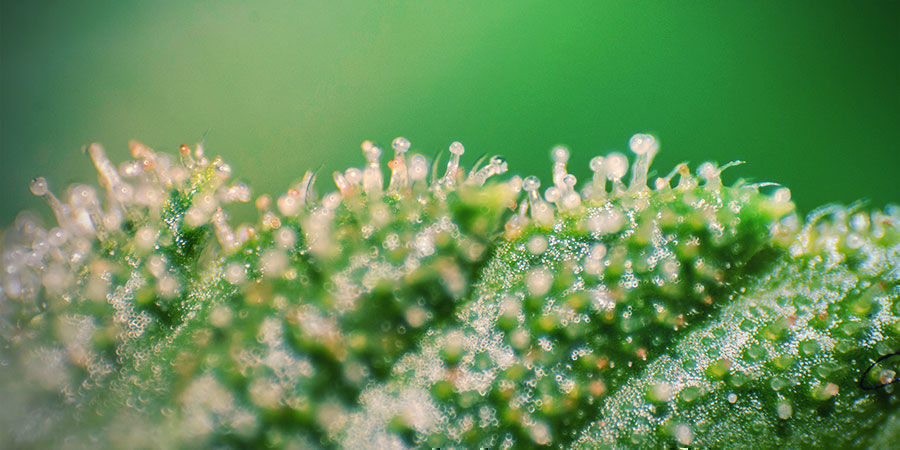 Total Active Cannabinoids Vs Total Aerobic Count Total Active Cannabinoids Vs Total Aerobic Count