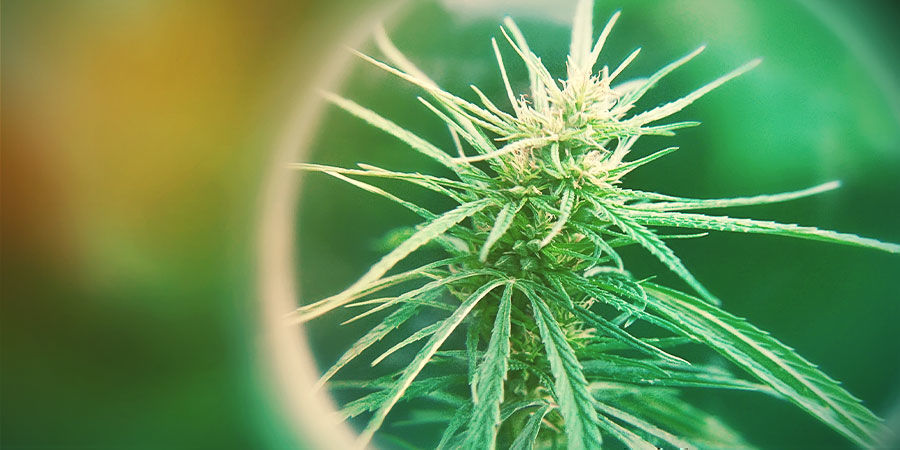 Hvad er samlede aktive cannabinoider (TAC)? Hvad er samlede aktive cannabinoider (TAC)?