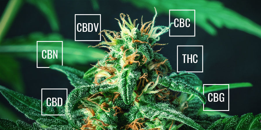 Hvilke cannabinoider findes der i cannabis? Hvilke cannabinoider findes der i cannabis?