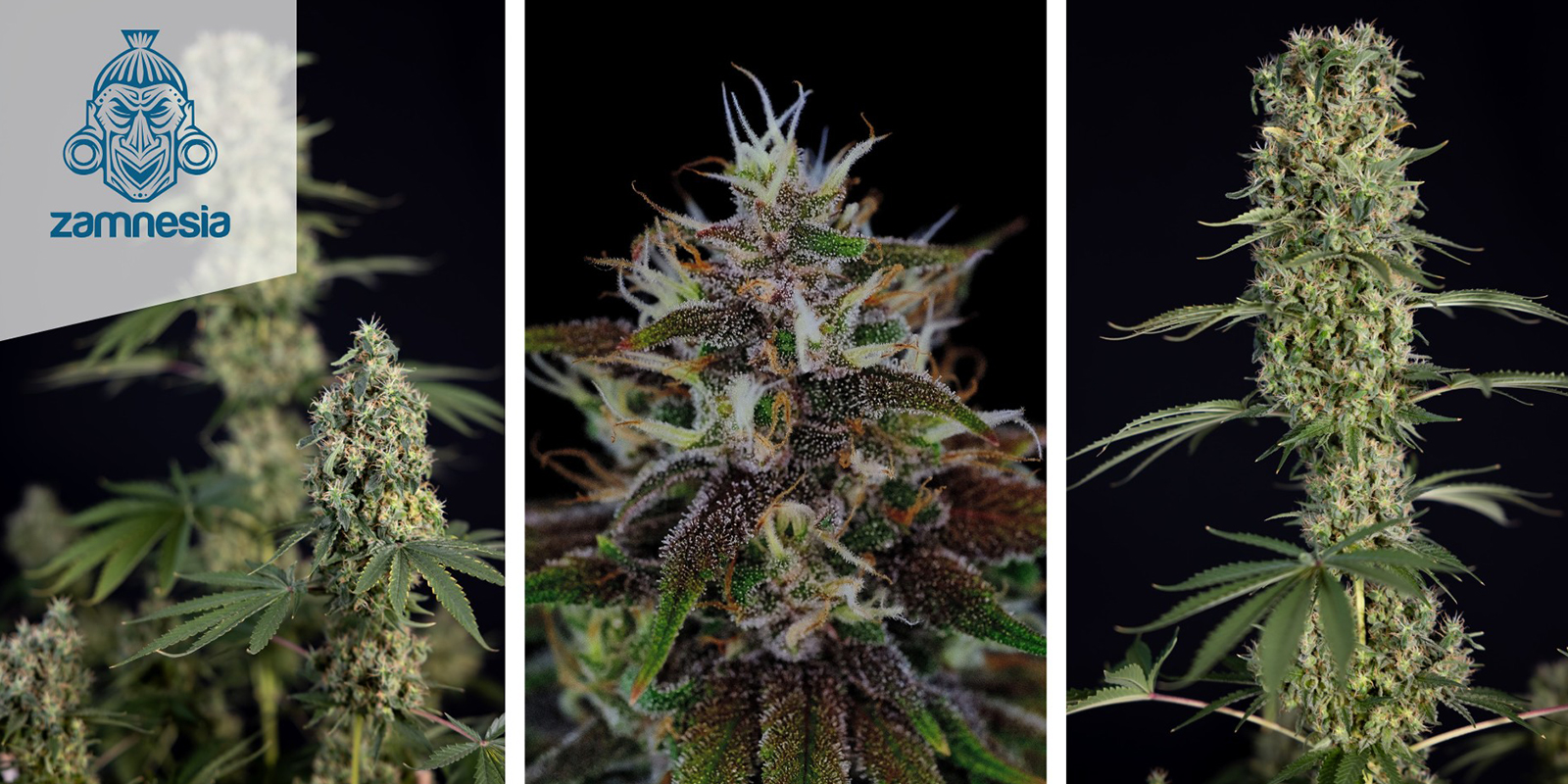 Strawberry Cough Autoflower Strawberry Cough Autoflower