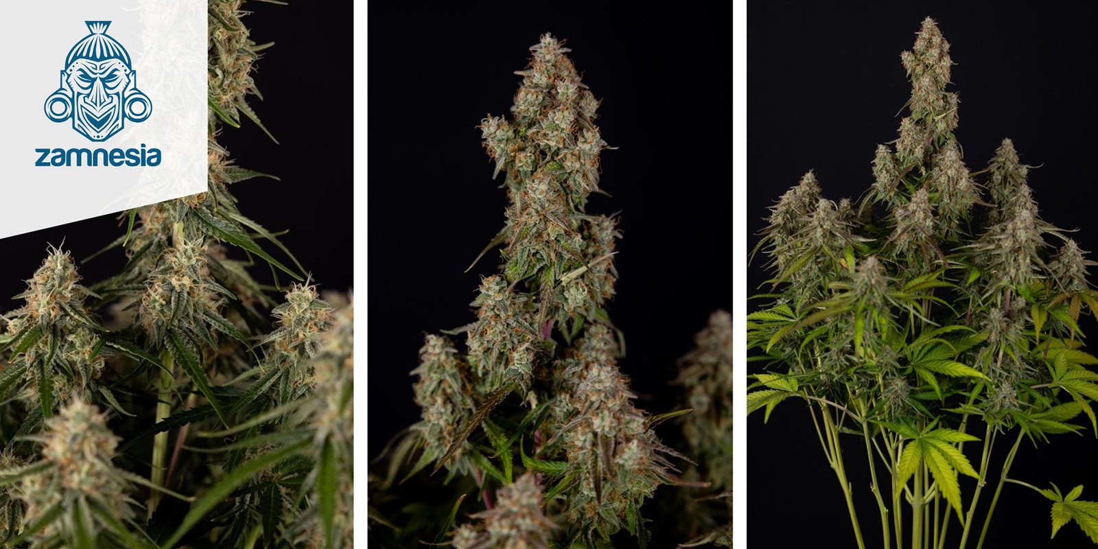 Wurlz F1 Autoflower Wurlz F1 Autoflower