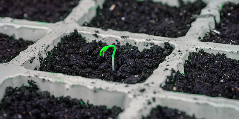 Spiring Germination