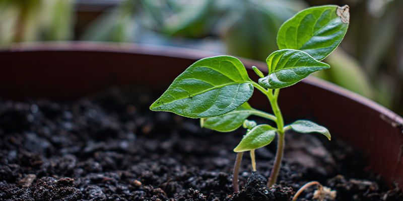 Håndtering af kimplanter Håndtering af kimplanter