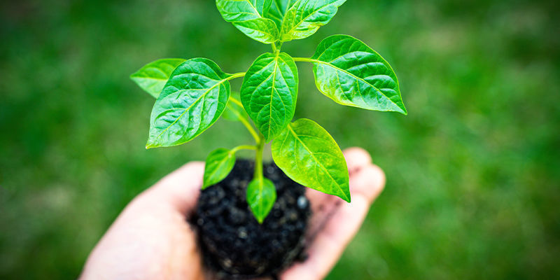 Omplantning Omplantning