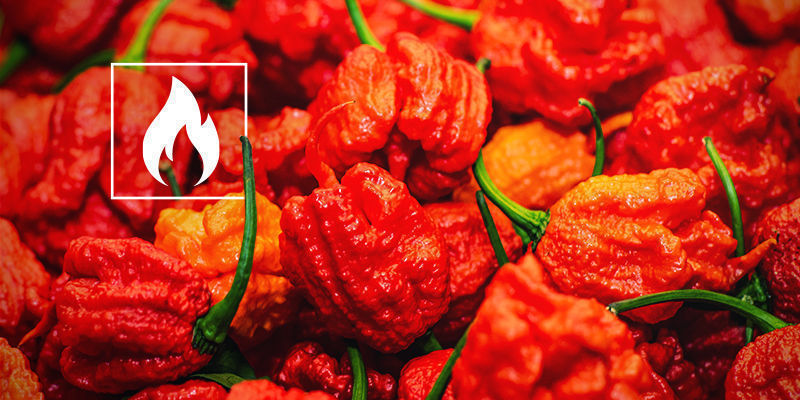 Hvor stærk er Carolina Reaper? Hvor stærk er Carolina Reaper?