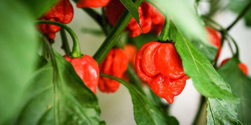 Sådan dyrker du Carolina Reaper Sådan dyrker du Carolina Reaper
