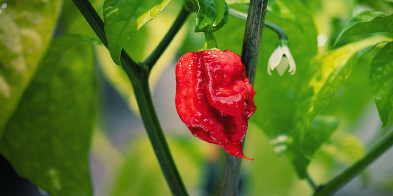 Hvad er Carolina Reaper? Hvad er Carolina Reaper?