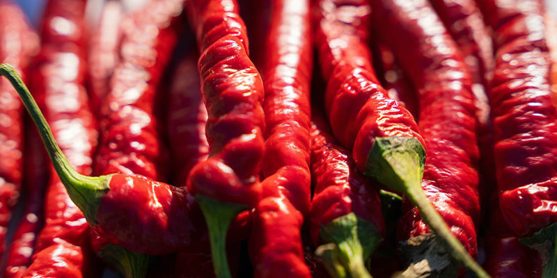 Dyrkning af Cayenne Long Slim-chilier: Er det det værd? Dyrkning af Cayenne Long Slim-chilier: Er det det værd?