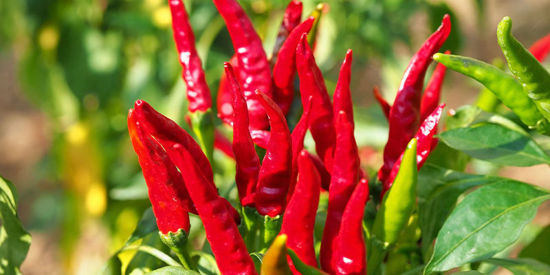 Dyrkning af cayenne long slim: Trin Dyrkning af cayenne long slim: Trin