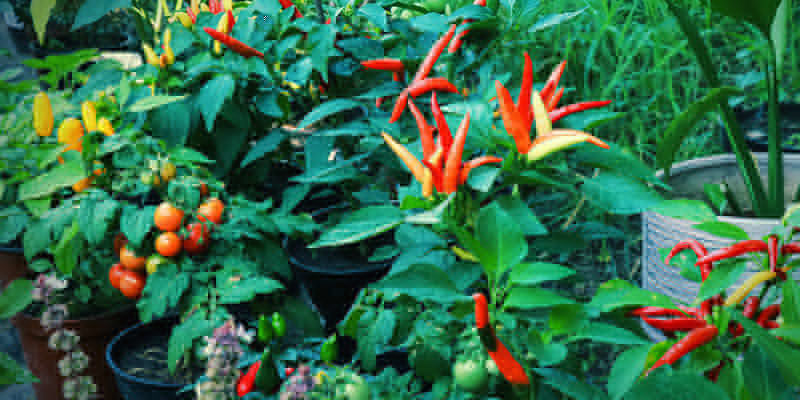 Sådan forebygger du skadedyr på stærke peberplanter How To Prevent Pests On Hot Pepper Plants