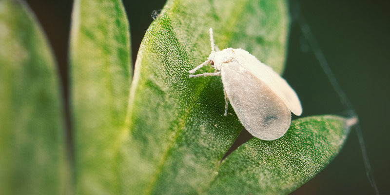 Hvide fluer Whiteflies