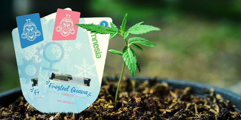S&aring;dan dyrker du Frosted Guava