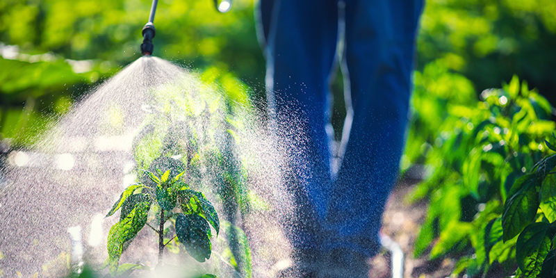 Er naturlige pesticider bedre end syntetiske? Er naturlige pesticider bedre end syntetiske?