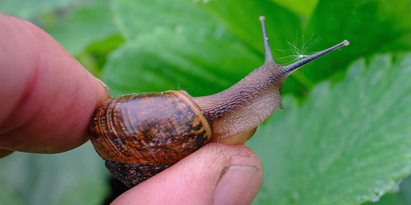Slip af med planteskadedyr på naturlig vis Slip af med planteskadedyr på naturlig vis