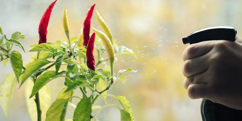 Sådan bruger du naturlige pesticider på chiliplanter Sådan bruger du naturlige pesticider på chiliplanter