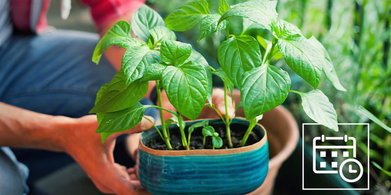 Hvornår skal chiliplanter afhærdes? When To Harden Off Hot Pepper Plants?