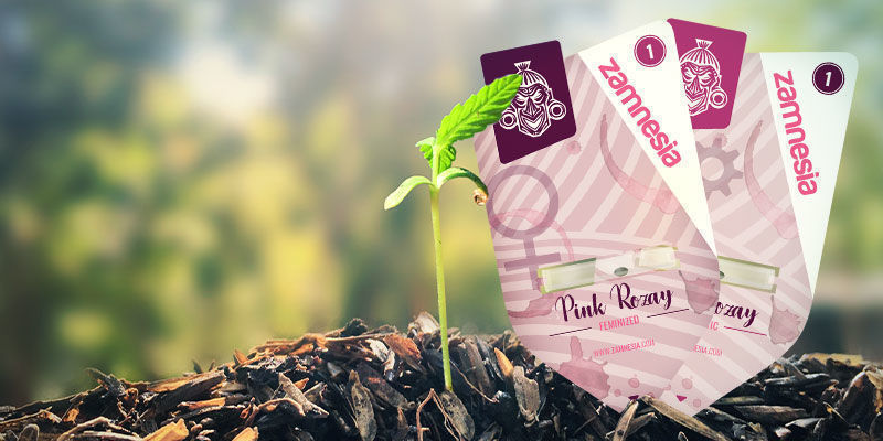 Sådan dyrker du Pink Rozay Sådan dyrker du Pink Rozay