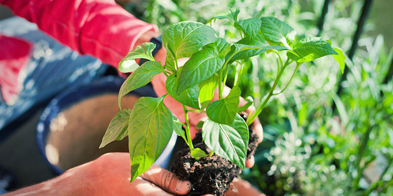 Udendørs Omplantning af chiliplanter: udendørs