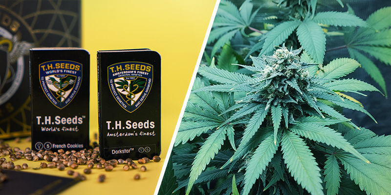 25-års jubilæums-bokssæt special (T.H. Seeds) 25th Anniversary Box Set Special (T.H. Seeds)