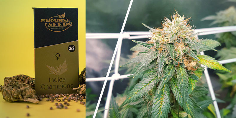 Collection Pack Indica Champions (Paradise Seeds) Collection Pack Indica Champions (Paradise Seeds)