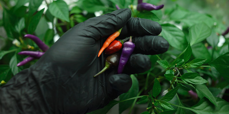 Tag hånd om dit capsaicin Take Care With Your Capsaicin