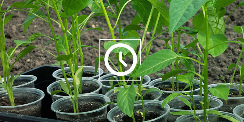 Hvor lang tid tager det at klone chiliplanter? Hvor lang tid tager det at klone chiliplanter?