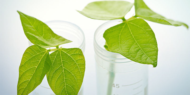 Sådan kloner du chiliplanter: Trin for trin-guide How To Clone Hot Pepper Plants: Step-by-step Guide
