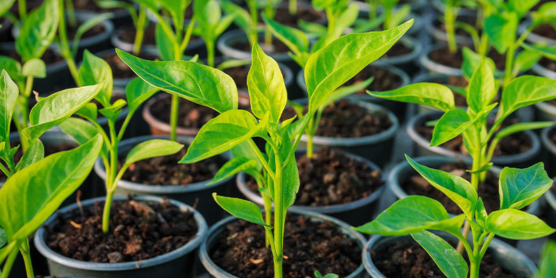 Hvorfor klone chilipeberplanter? Why Clone Hot Pepper Plants?