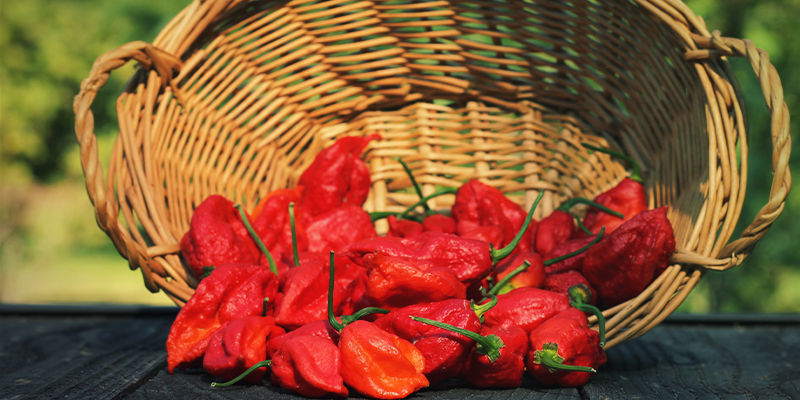Hvilke chilier er bedst til hjemmelavet chilisauce? Hvilke chilier er bedst til hjemmelavet chilisauce?